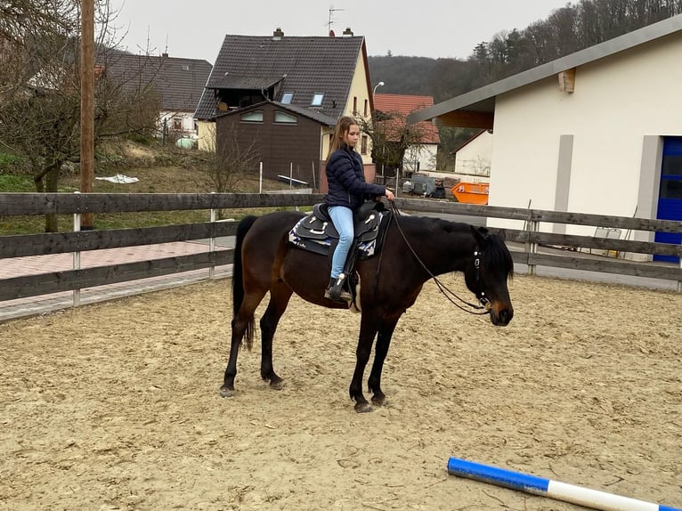 Arabiskt halvblod Sto Föl (05/2024) 158 cm Gulbrun in Villingen-Schwenningen