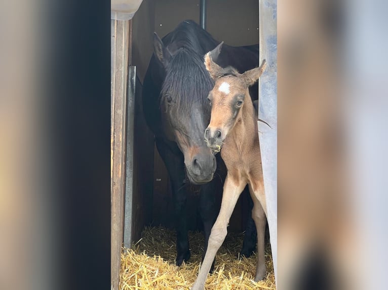 Arabiskt halvblod Sto Föl (05/2024) 158 cm Gulbrun in Villingen-Schwenningen