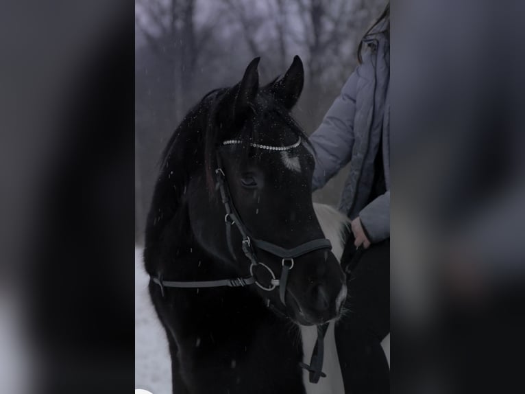 Arabiskt halvblod Valack 10 år 162 cm Pinto in Norderstedt