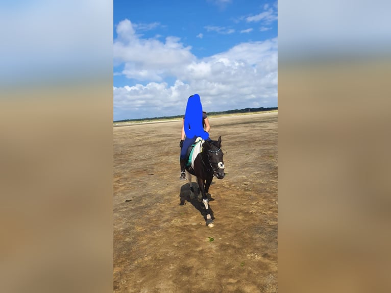 Arabiskt halvblod Valack 10 år 162 cm Pinto in Norderstedt