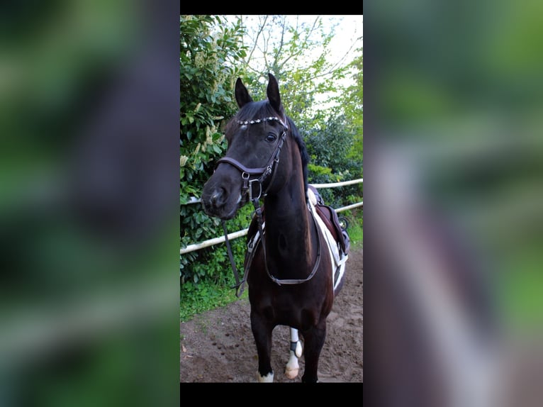 Arabiskt halvblod Valack 10 år 162 cm Pinto in Norderstedt