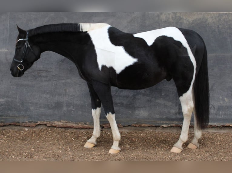 Arabiskt halvblod Valack 10 år 162 cm Pinto in Norderstedt