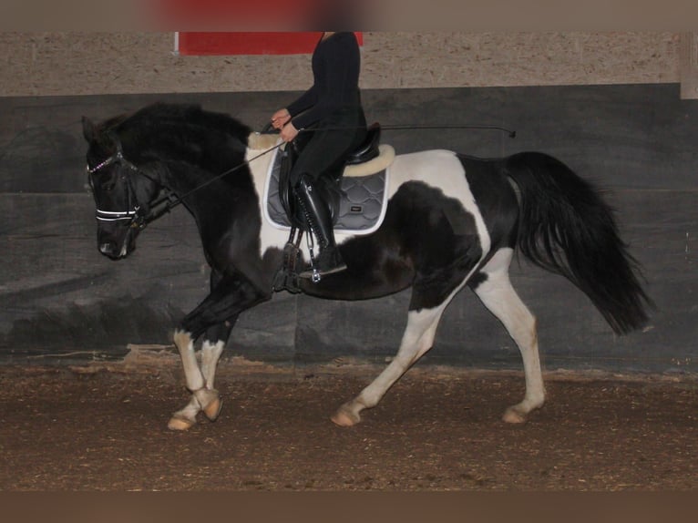 Arabiskt halvblod Valack 10 år 162 cm Pinto in Norderstedt