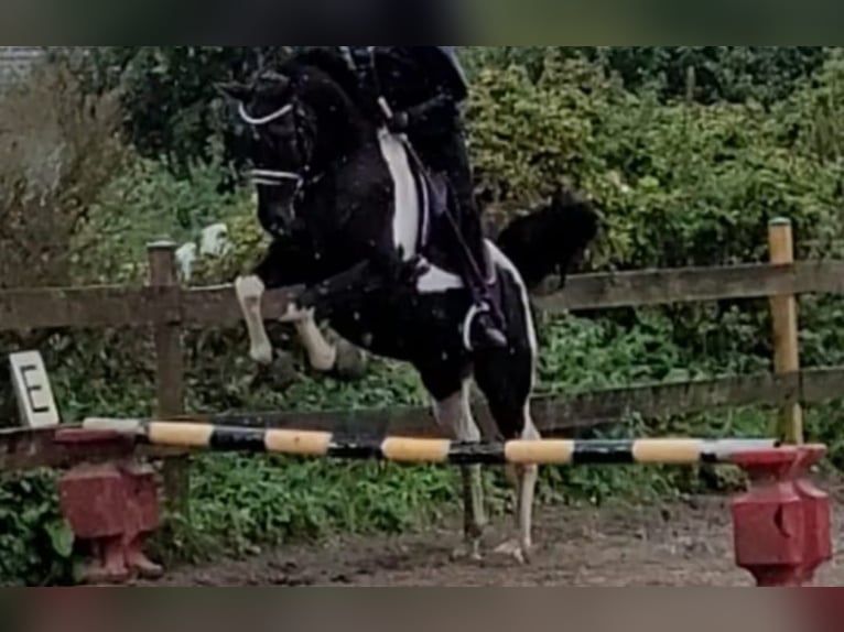 Arabiskt halvblod Valack 10 år 162 cm Pinto in Norderstedt