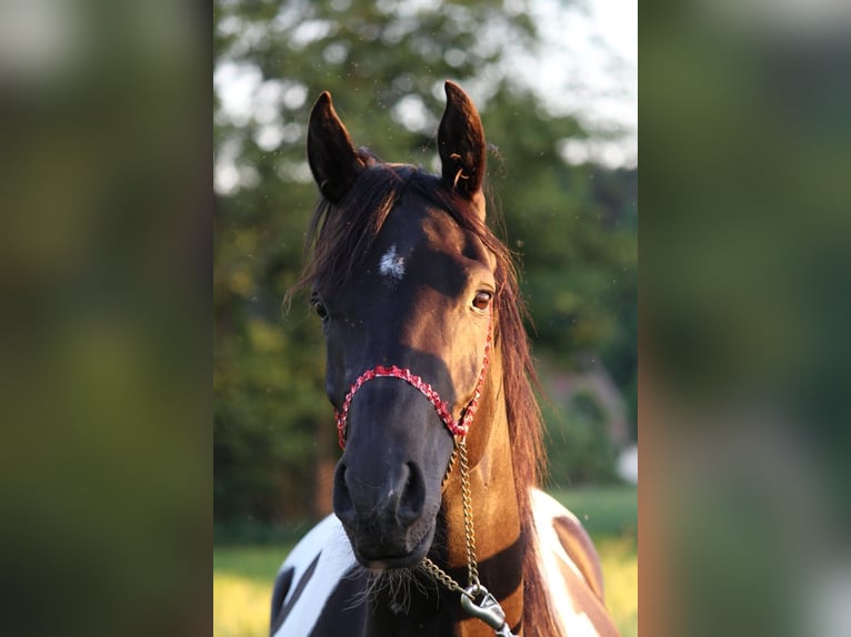 Arabiskt halvblod Valack 10 år 162 cm Pinto in Norderstedt