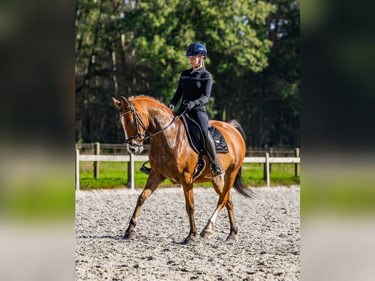 Arabiskt halvblod Valack 11 år 155 cm Brun in Helvoirt