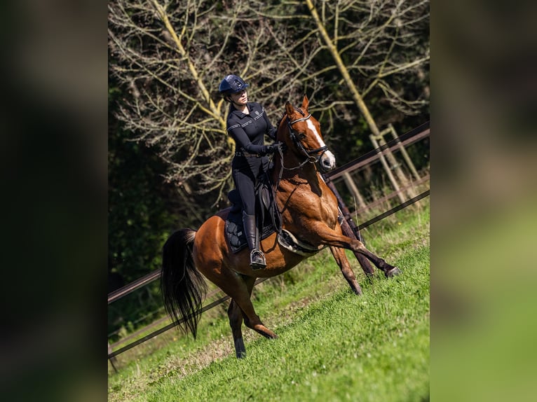 Arabiskt halvblod Valack 11 år 155 cm Brun in Helvoirt