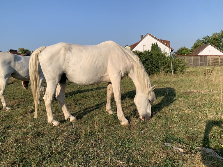 Arabiskt halvblod Blandning Valack 20 år 152 cm Grå in Lonnerstadt