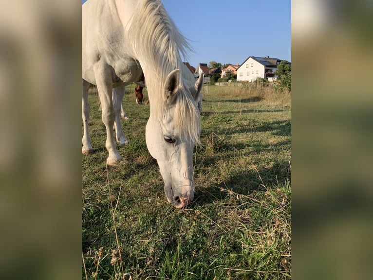 Arabiskt halvblod Blandning Valack 20 år 152 cm Grå in Lonnerstadt