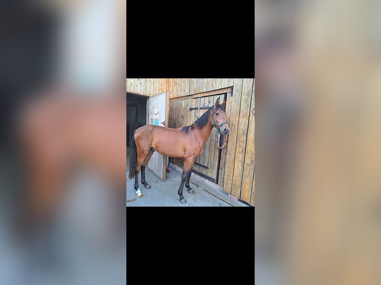 Arabiskt halvblod Valack 2 år 153 cm Brun in Lüdinghausen