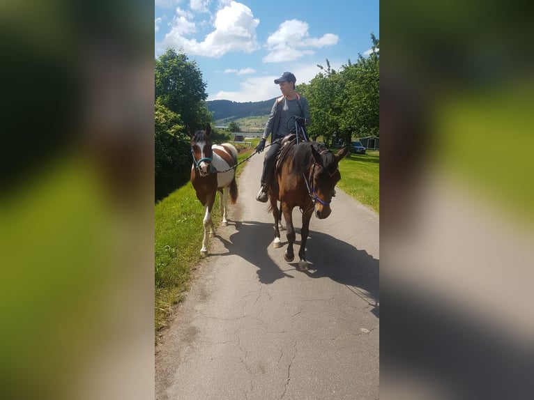 Arabiskt halvblod Valack 3 år 154 cm Pinto in Steinach Baden