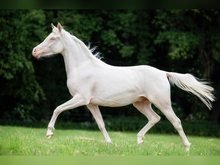 Arabiskt halvblod Valack 4 år 150 cm Cremello in Pöttmes