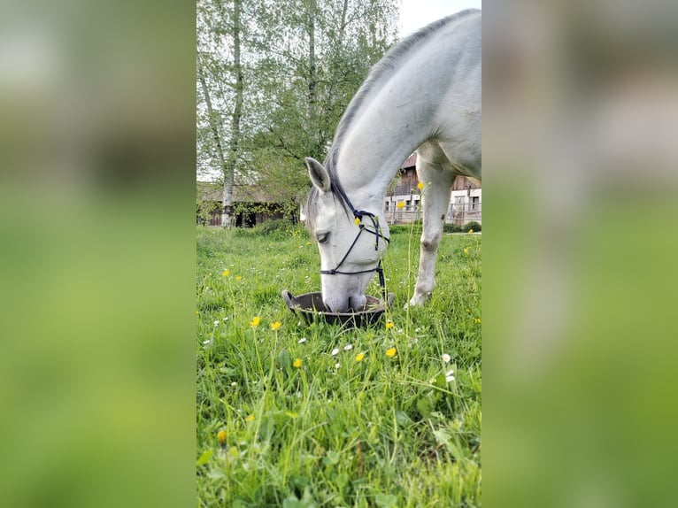 Arabiskt halvblod Blandning Valack 8 år 149 cm Gråskimmel in Illertissen