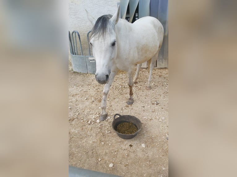 Arabiskt halvblod Blandning Valack 8 år 149 cm Gråskimmel in Illertissen