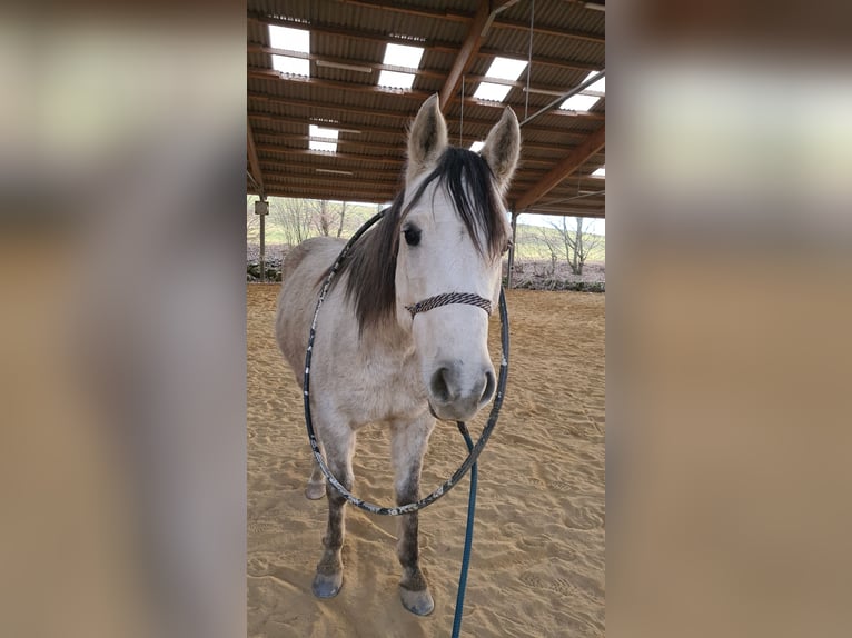 Arabiskt halvblod Blandning Valack 8 år 149 cm Gråskimmel in Illertissen