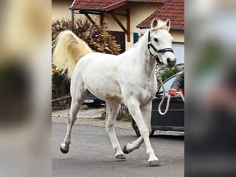 Arabo Beduino (Asil) Castrone 10 Anni 154 cm Grigio in Gersheim