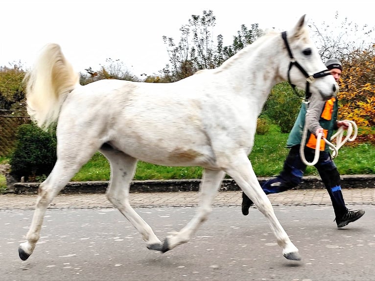 Arabo Beduino (Asil) Castrone 10 Anni 154 cm Grigio in Gersheim