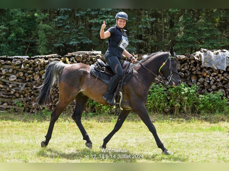 Arabo Beduino (Asil) Castrone 11 Anni 158 cm Rabicano in Bürstadt