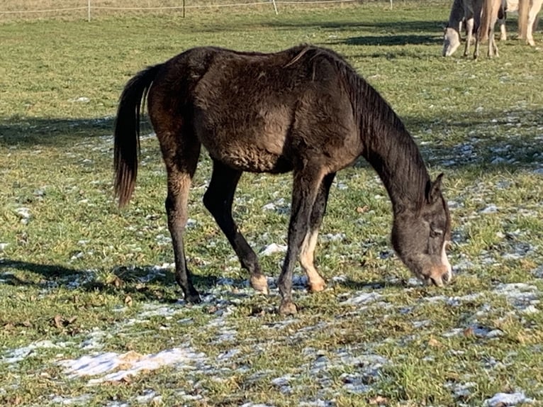 Arabo Beduino (Asil) Castrone 2 Anni 152 cm Può diventare grigio in Reutlingen