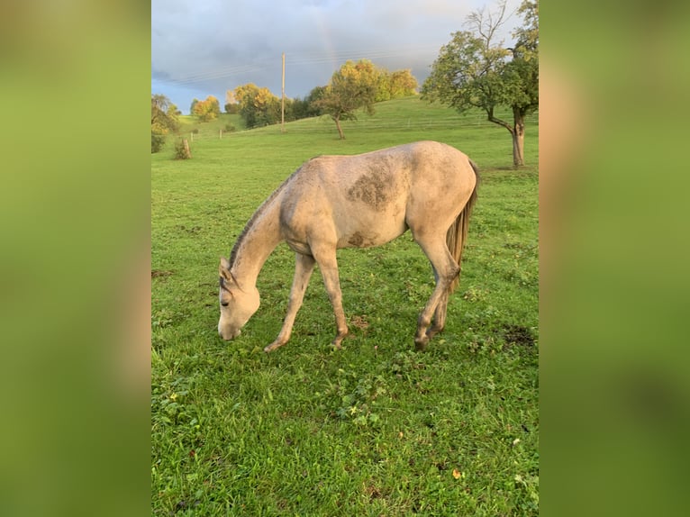 Arabo Beduino (Asil) Castrone 2 Anni 160 cm Grigio rossastro in Reutlingen