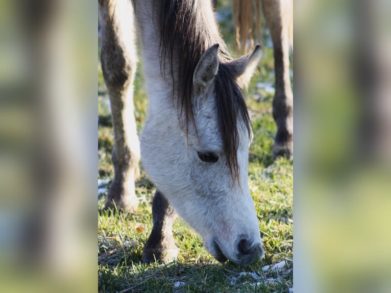 Arabo Beduino (Asil) Castrone 2 Anni 160 cm Grigio rossastro in Reutlingen