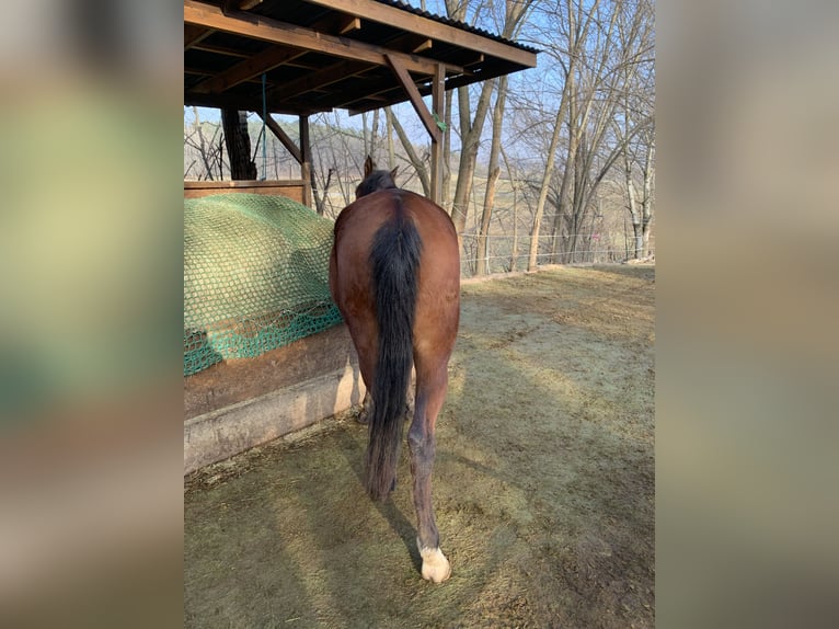 Arabo Beduino (Asil) Castrone 4 Anni 150 cm Baio scuro in Reutlingen