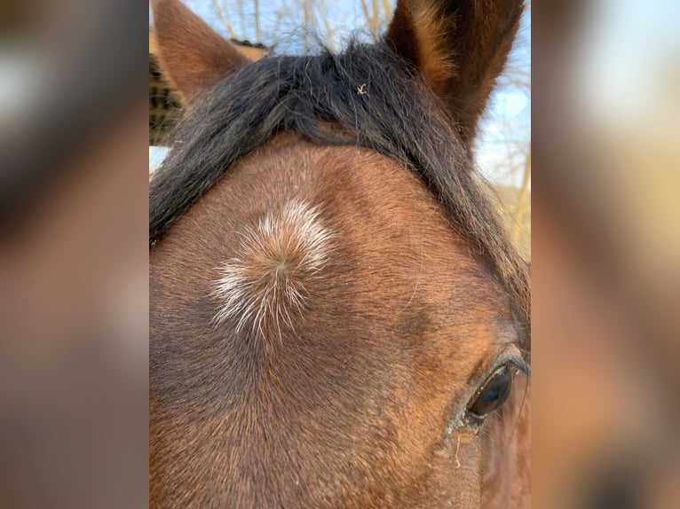 Arabo Beduino (Asil) Castrone 4 Anni 150 cm Baio scuro in Reutlingen