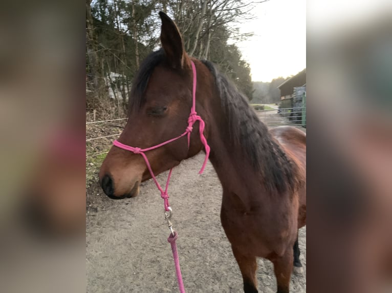 Arabo Beduino (Asil) Castrone 4 Anni 150 cm Baio scuro in Reutlingen