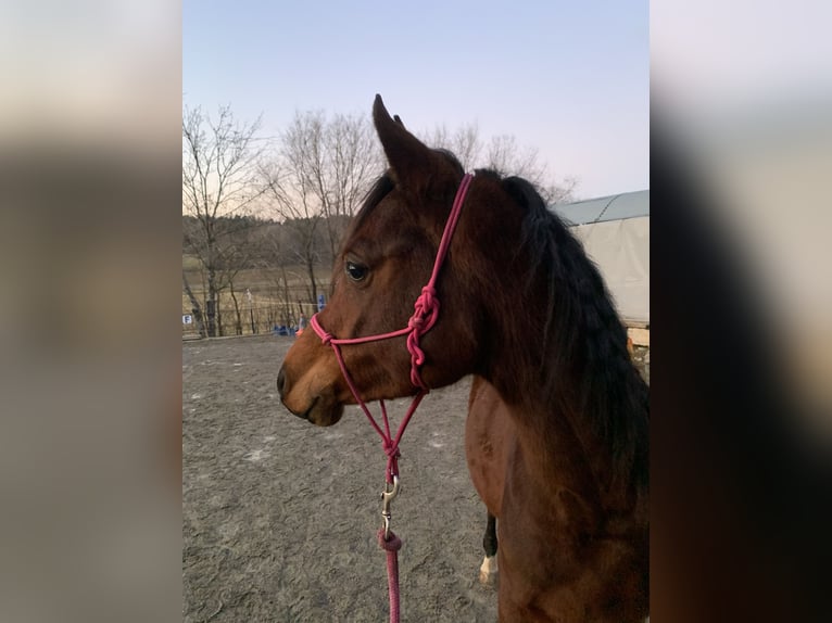 Arabo Beduino (Asil) Castrone 4 Anni 150 cm Baio scuro in Reutlingen