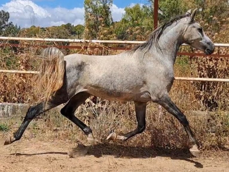 Arabo Beduino (Asil) Castrone 6 Anni 150 cm Grigio ferro in ArgenbühlArgenbühl