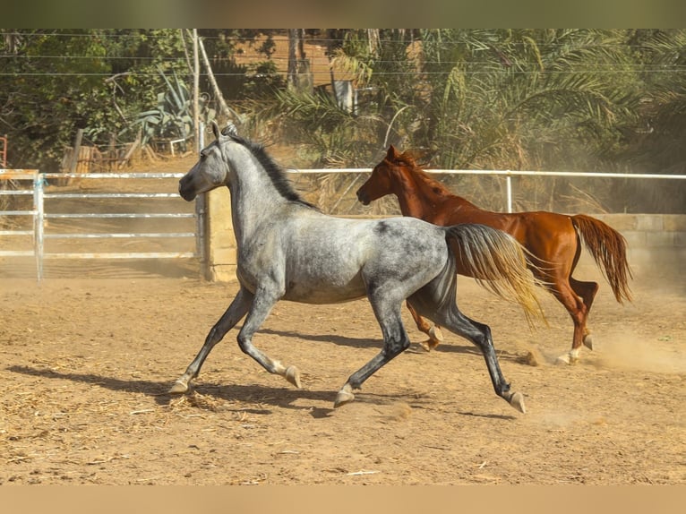 Arabo Beduino (Asil) Castrone 6 Anni 150 cm Grigio ferro in ArgenbühlArgenbühl