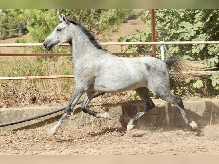 Arabo Beduino (Asil) Castrone 6 Anni 150 cm Grigio ferro in ArgenbühlArgenbühl