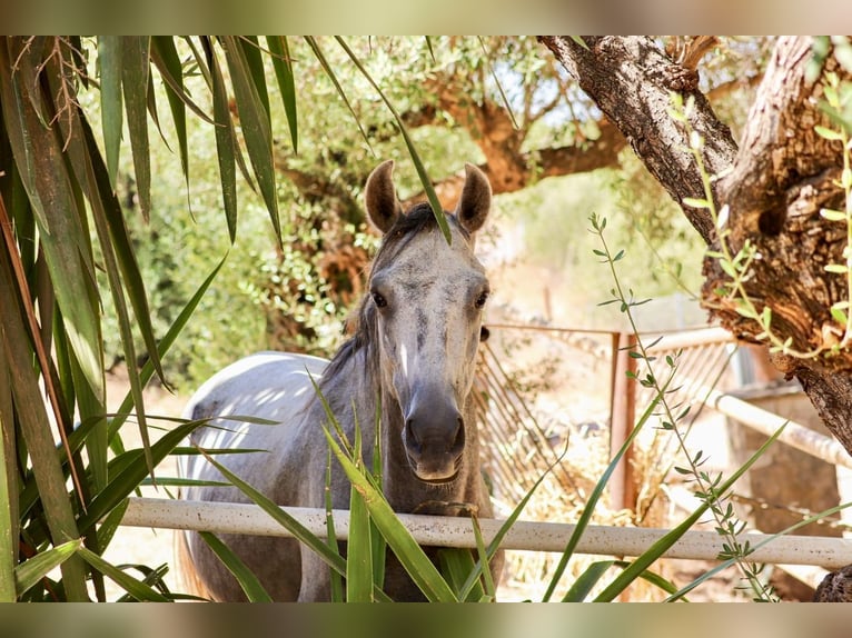 Arabo Beduino (Asil) Castrone 6 Anni 150 cm Grigio ferro in ArgenbühlArgenbühl