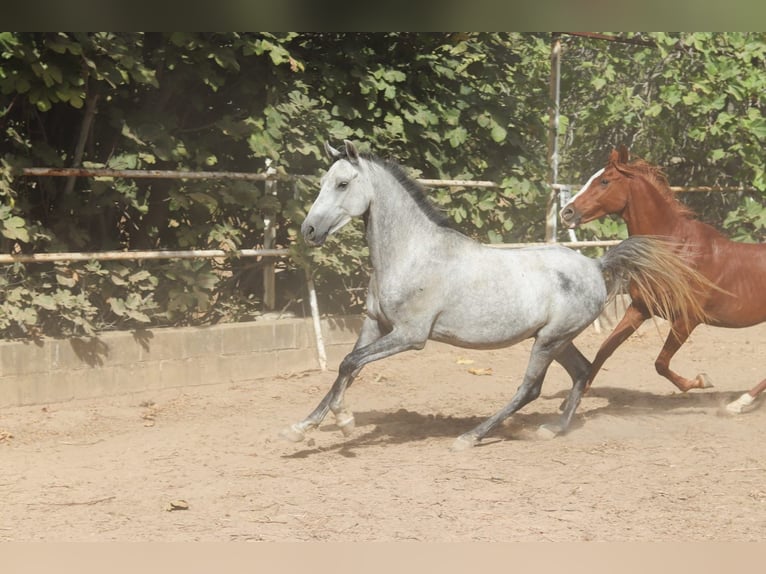 Arabo Beduino (Asil) Castrone 6 Anni 150 cm Grigio ferro in ArgenbühlArgenbühl