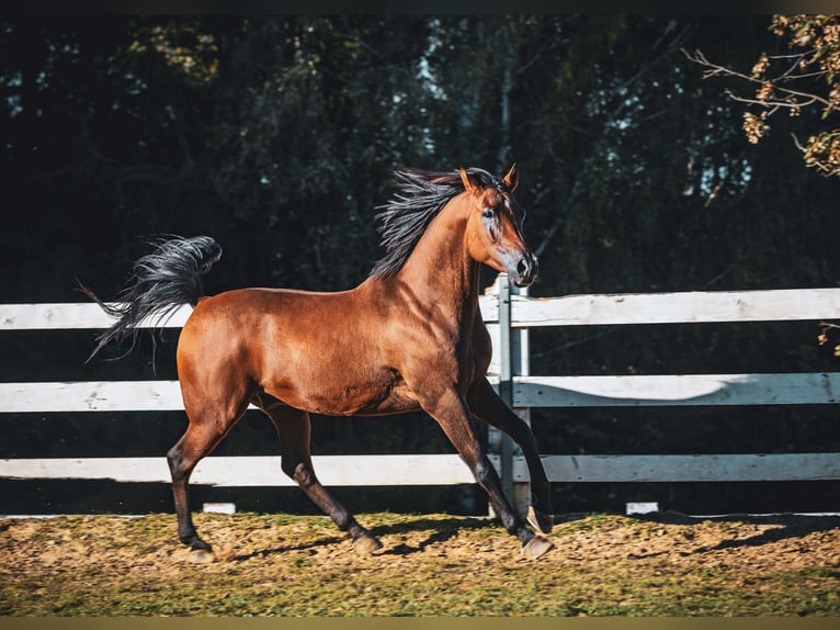 Arabo Beduino (Asil) Castrone 6 Anni 152 cm Baio in Skrzyszów