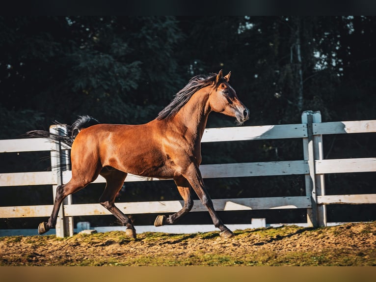 Arabo Beduino (Asil) Castrone 6 Anni 152 cm Baio in Skrzyszów