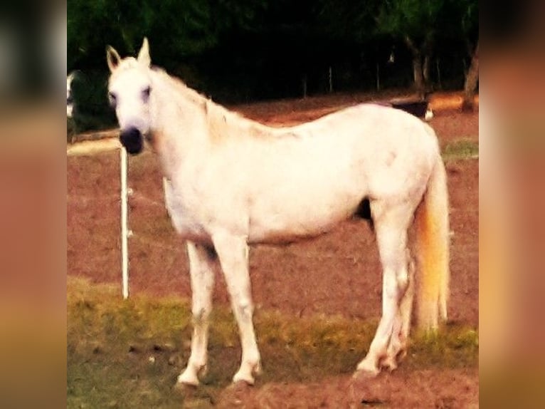 Arabo Beduino (Asil) Castrone 9 Anni 154 cm Grigio in Gersheim