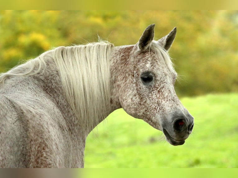 Arabo Beduino (Asil) Castrone 9 Anni 154 cm Grigio in Gersheim