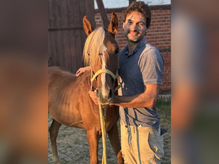 Arabo Beduino (Asil) Giumenta 1 Anno 155 cm Sauro scuro in Alfeld (Leine)