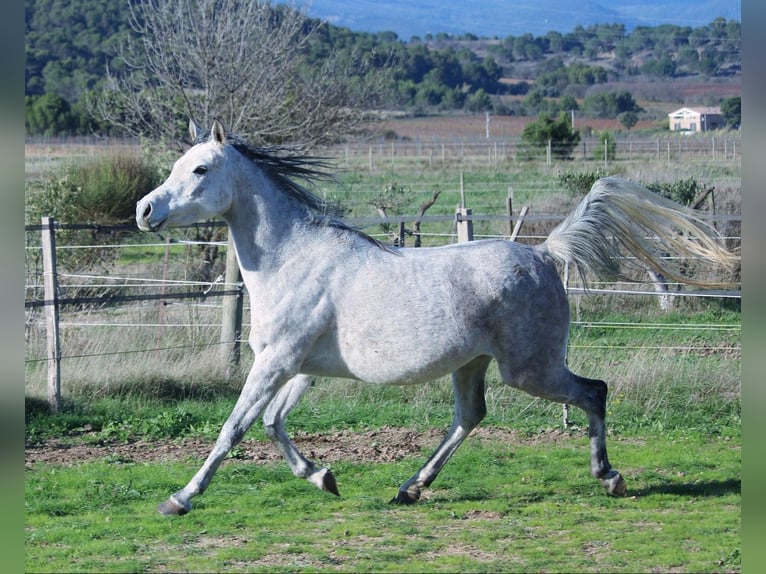 Arabo Beduino (Asil) Giumenta 5 Anni 152 cm Grigio in Monze