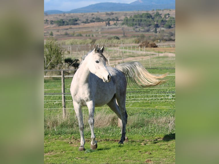 Arabo Beduino (Asil) Giumenta 5 Anni 152 cm Grigio in Monze