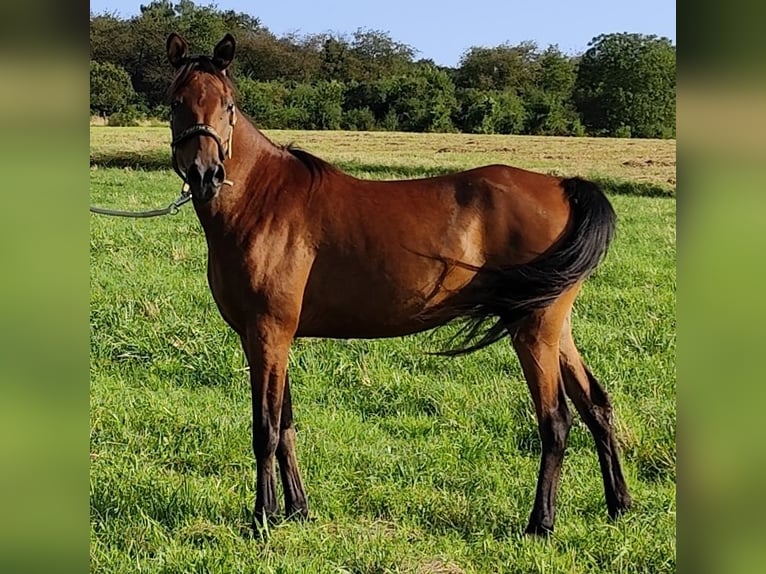 Arabo Beduino (Asil) Giumenta 6 Anni 152 cm Baio in Gersheim