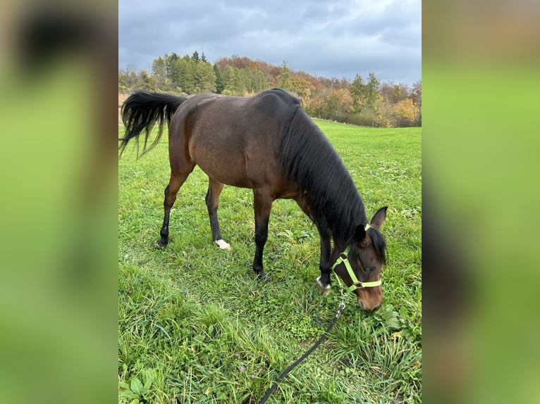 Arabo Beduino (Asil) Giumenta 6 Anni 154 cm Baio in Witzenhausen