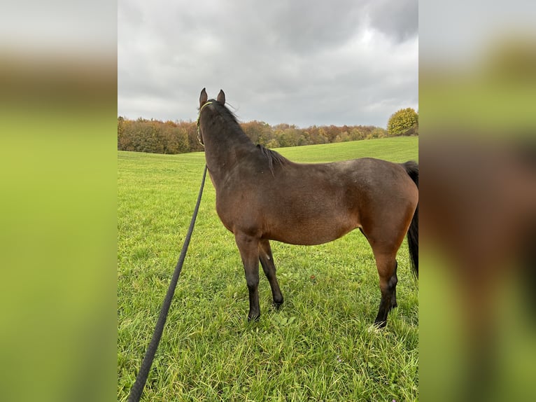 Arabo Beduino (Asil) Giumenta 6 Anni 154 cm Baio in Witzenhausen