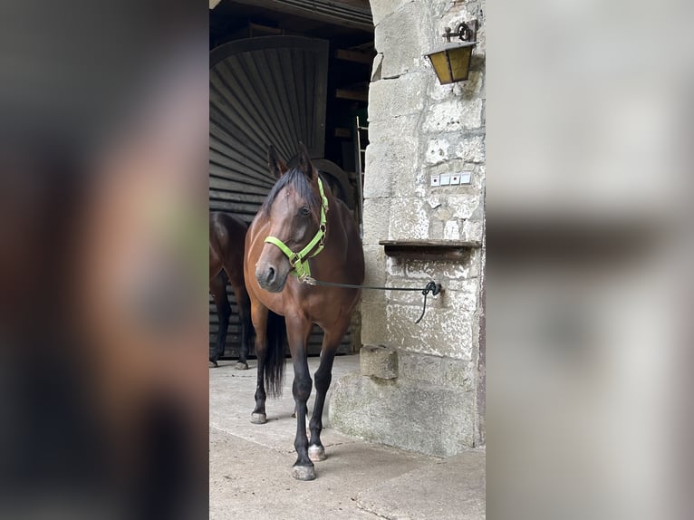 Arabo Beduino (Asil) Giumenta 6 Anni 154 cm Baio in Witzenhausen