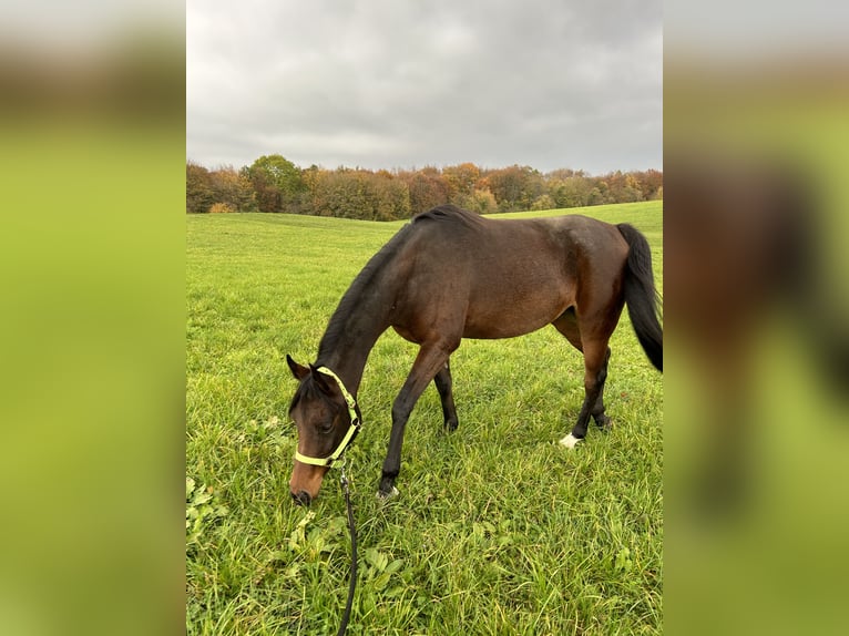 Arabo Beduino (Asil) Giumenta 6 Anni 154 cm Baio in Witzenhausen