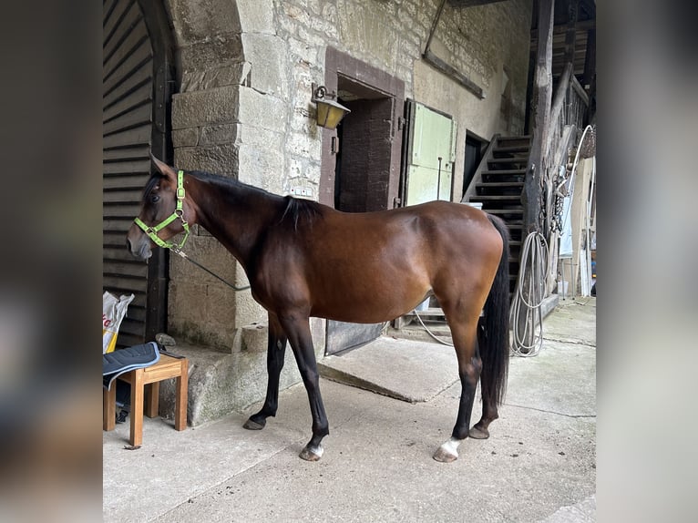 Arabo Beduino (Asil) Giumenta 6 Anni 154 cm Baio in Witzenhausen