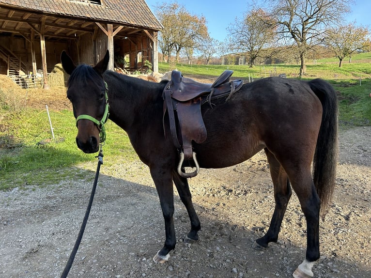 Arabo Beduino (Asil) Giumenta 6 Anni 154 cm Baio in Witzenhausen