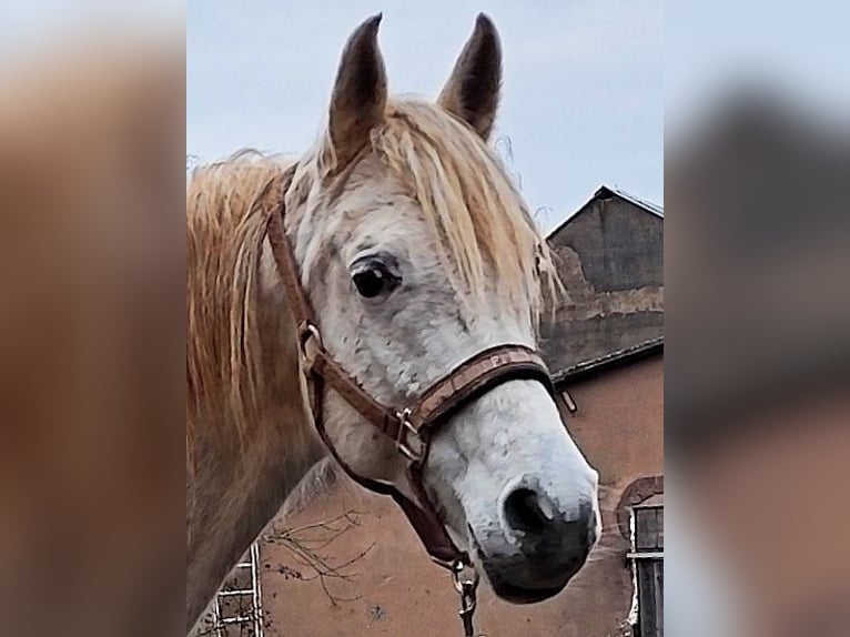 Arabo Beduino (Asil) Giumenta 9 Anni 155 cm Grigio in Schellweiler