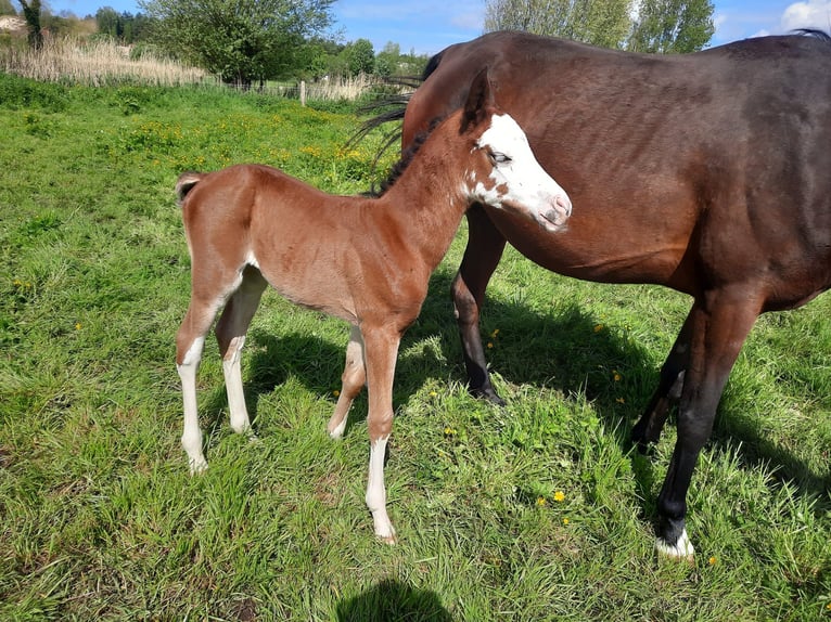 Arabo Beduino (Asil) Giumenta Puledri
 (04/2024) 155 cm Baio ciliegia in Cucq